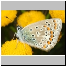 Polyommatus icarus - Hauhechelblaeuling w10.jpg